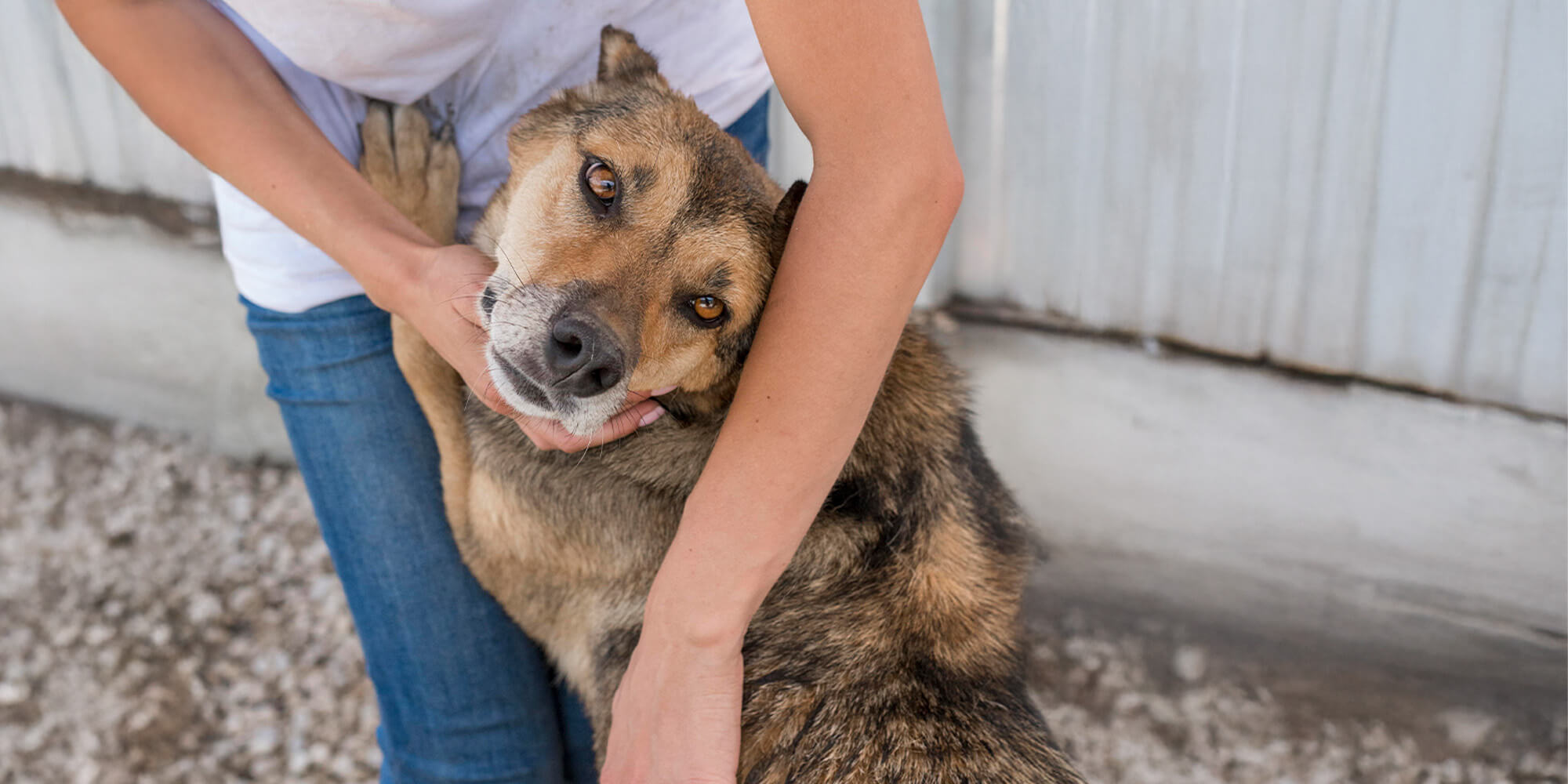 Pet Adoption Event